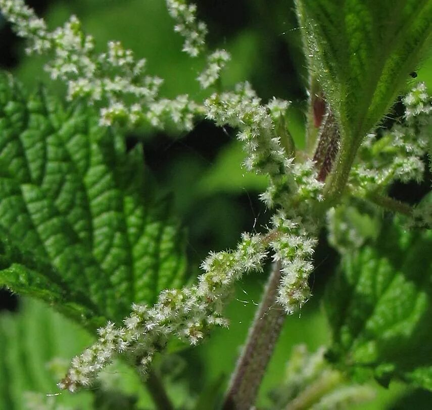 Соцветие крапивы двудомной. Крапива двудомная (Urtica dioica l.). Крапива двудомная цветет. Крапива Онгаонга.