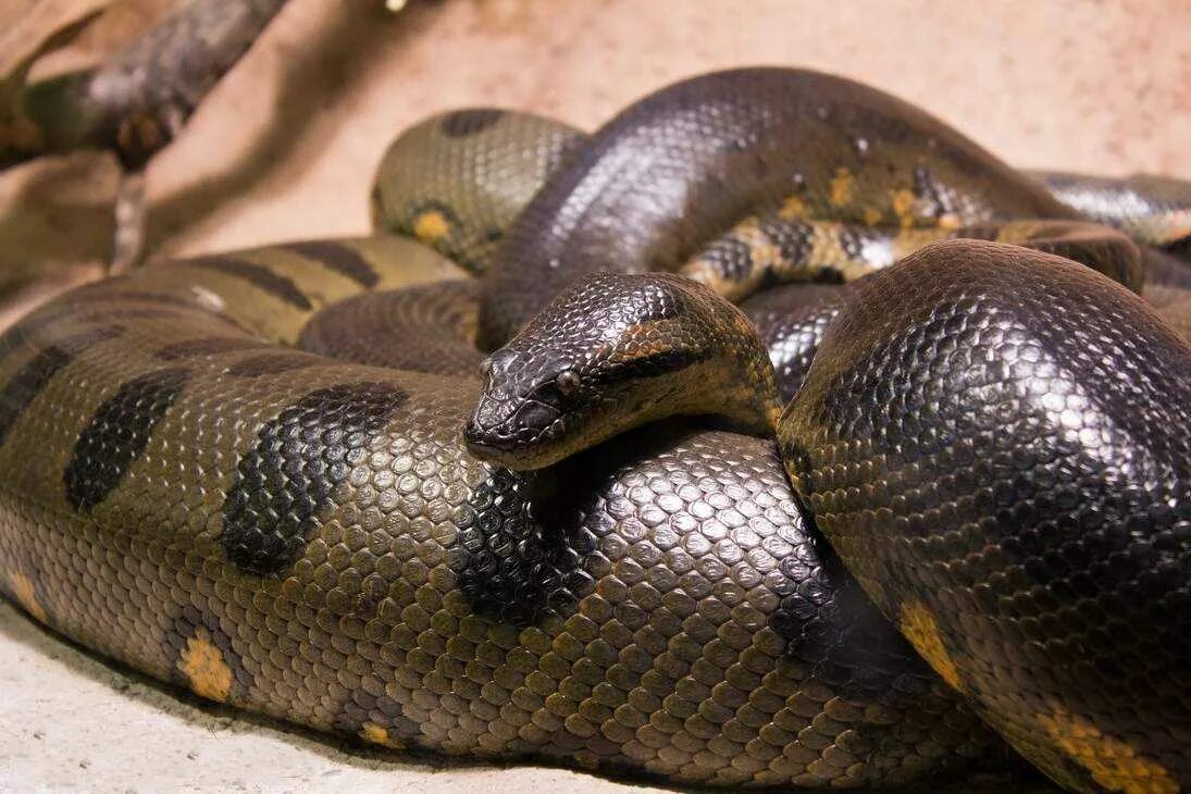 Анаконда в америке. Анаконда змея. Индийский Крайт змея. Зеленая Анаконда (eunectes murinus).