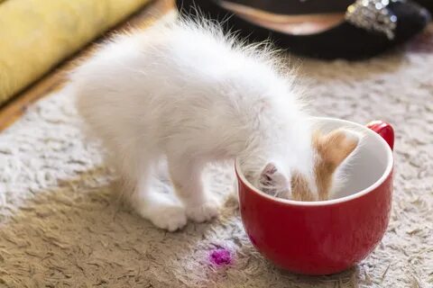 Манная каша котам