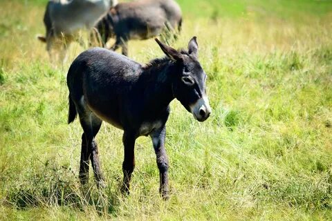 Осел 4 буквы сканворд