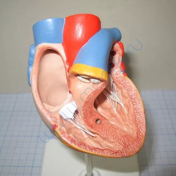 Муляж сердца. Манекен сердца. Манекен сердца. Внутренние болезни обои. Анатомическая модель сердца.