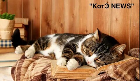 К чему снятся кошки в доме