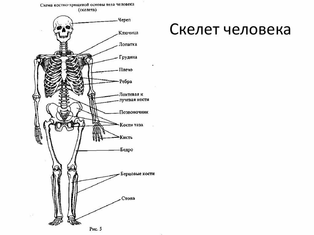 Движение скелет человека. Движение скелет человека