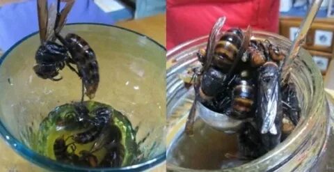 Сколько живут шершни без еды