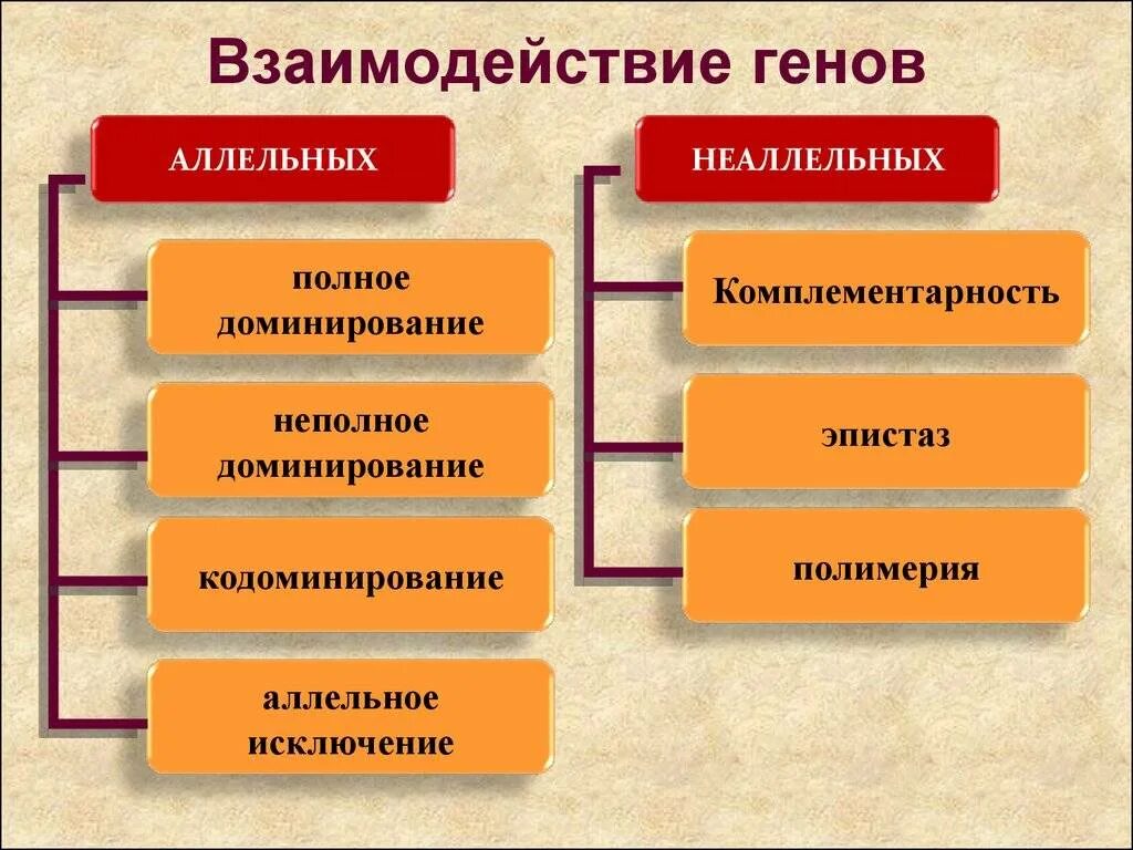 Виды взаимо. Аллельные и неаллельные взаимодействия генов. Формы взаимодействия аллельных и неаллельных. Типы взаимодействия аллельных генов. Типы взаимодействия аллельных и неаллельных генов.