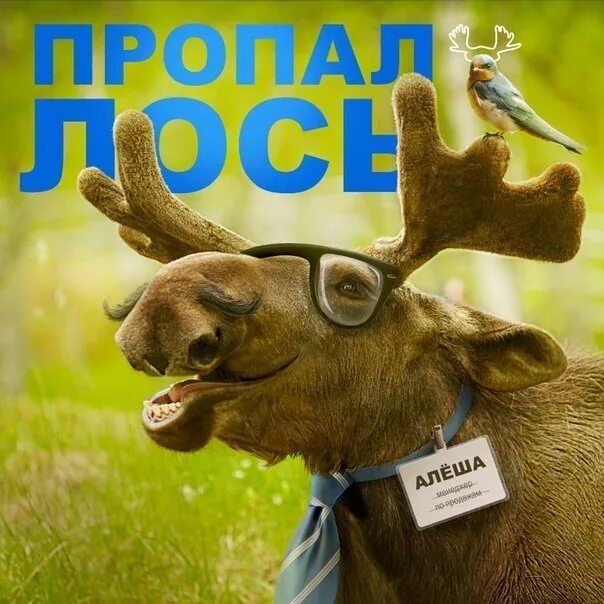 Добрый вечер про лося. Веселый Лось. Прикольный Лось. Лось прикол. Лось прикольные картинки.