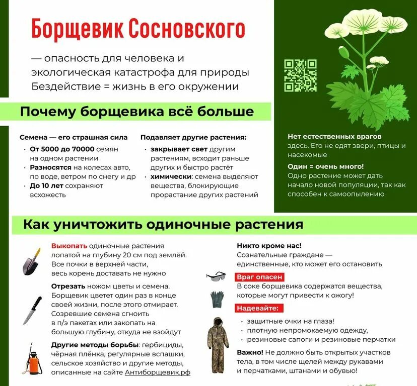 Как уничтожить борщевик навсегда. Как уничтожить борщевик навсегда. Борьба с сорняками огнем. Опасный сорняк борщевик. Что делать при ожоге борщевиком.