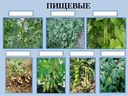 Овощи являются растениями