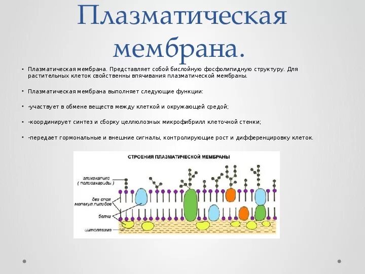 Функции мембраны растительной клетки. Функции плазматической мембраны. Плазматическая мембрана строение и функции. Строение плазматической мембраны таблица.