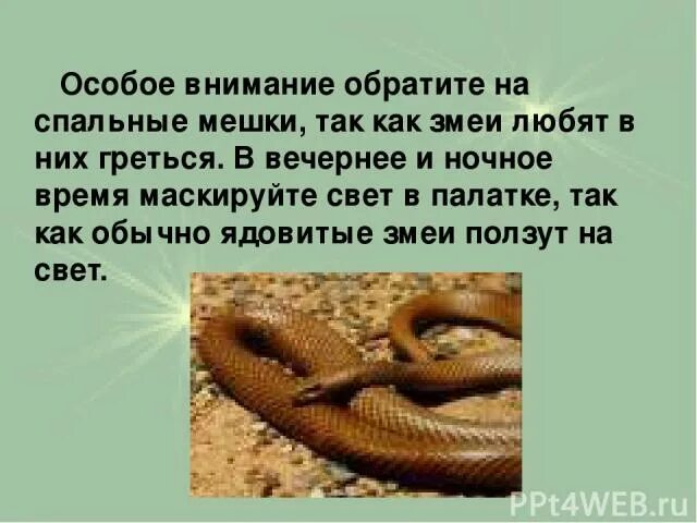 Как ползут змеи. Как ползают змеи объяснение. Змеи в ночное время ползают.