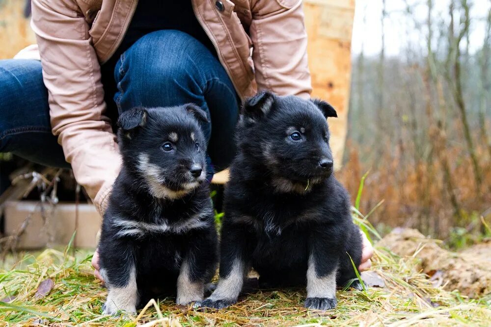 щенки помесь немецкой овчарки. щенки немецкой овчарки черные и чепрачные 1 месяц. собака метис немецкой овчарки. щенки помесь немецкой овчарки. метис немецкой овчарки и спаниеля.