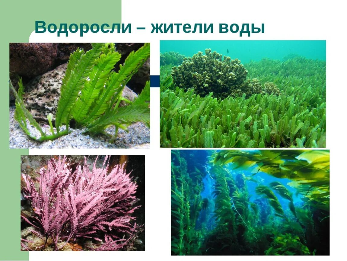 Проект водоросли. Водоросли названия. Водоросли 3 класс. Виды и разнообразие водорослей. Группа растений водоросли.