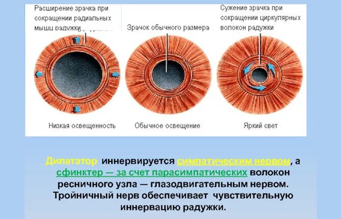 Расширяет зрачки уменьшает частоту сердечных