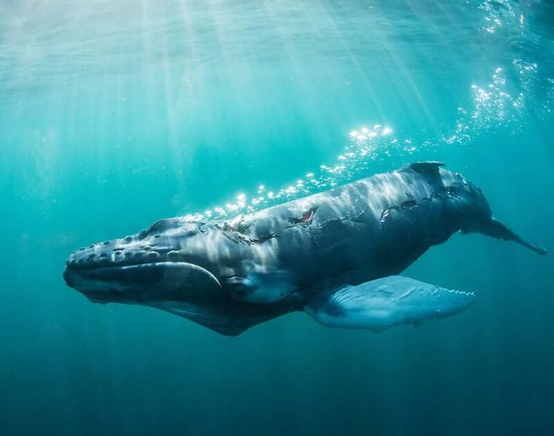 Крокодил кит. Аллигатор против гребнистого крокодила. Гангский гавиал. Кит крокодил морской. Крокодил кит.