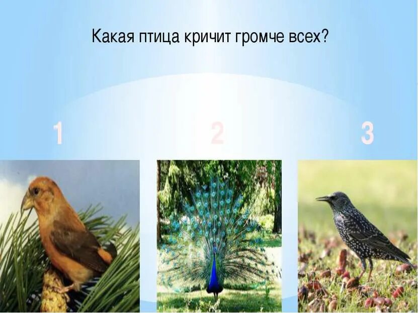 Какая птичка кричит. Какая птица кричит а-а-а. птица которая громко кричит. какая птица кричит громче всех. птица которая истошно кричит.