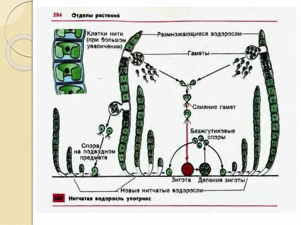 Цикл водорослей улотрикс. Жизненный цикл улотрикса схема. Цикл развития улотрикса схема. Жизненный цикл зеленой водоросли улотрикса. Жизненный цикл зеленых водорослей (на примере улотрикса)..