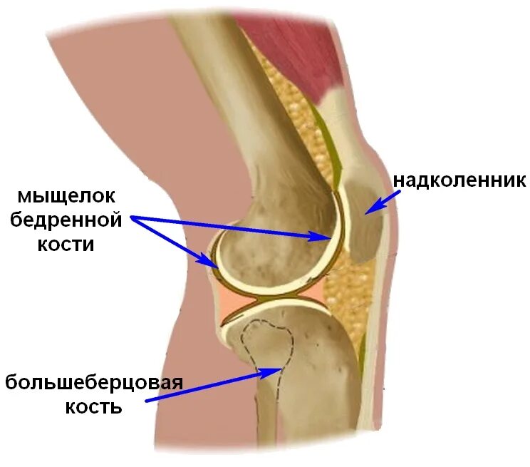 Рецепт коленного сустава. Болит мыщелок бедренной кости. Кость мыщелка большеберцовой кости. Колено сбоку на косточке болит. Мыщелок коленного сустава большеберцовой кости.