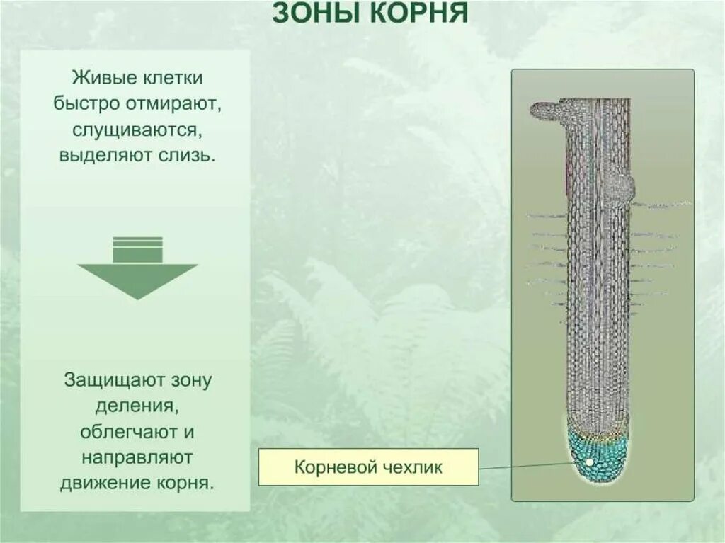 Вода необходима клеткам корня. Строение корня. Клеточное строение корня. Зона деления корня. Клетки зоны деления корня.