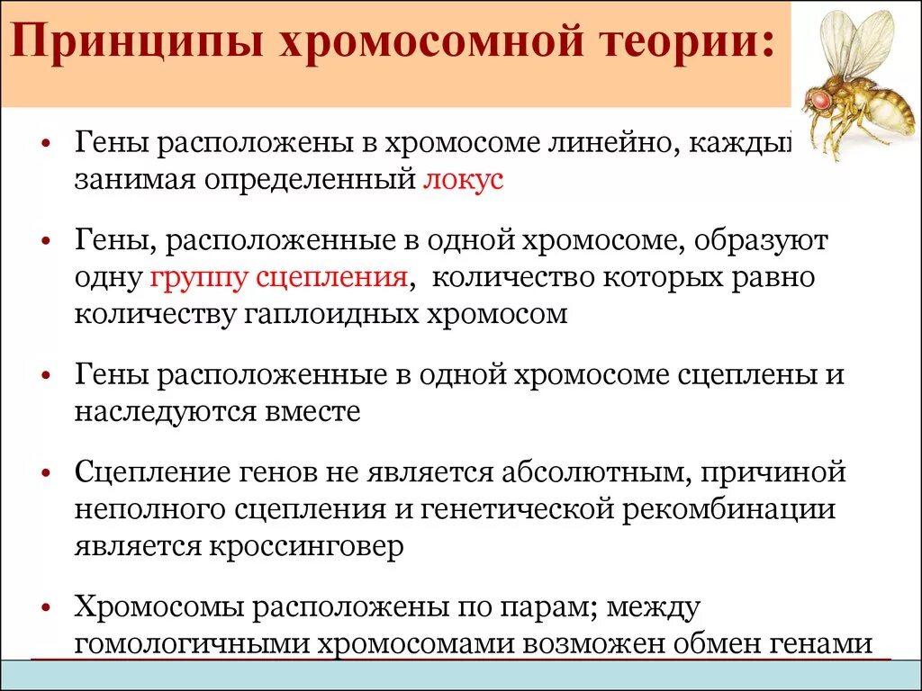 Положениями хромосомной теории наследственности является. 30. Основные положения хромосомной теории наследственности. Основные положения хромосомной теории Моргана кратко. Положения хромосомной теории наследственности. Основные положения хромосомной теории наследования.