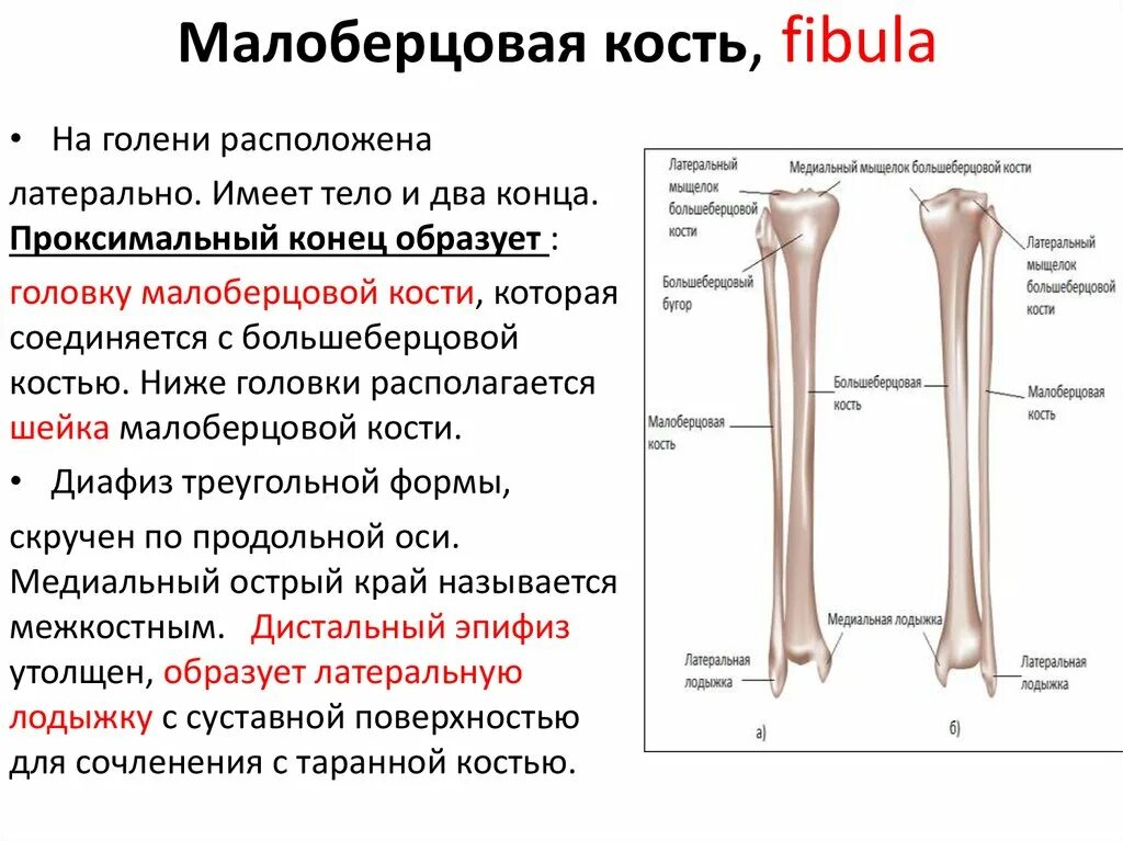 большеберцовая кость анатомия человека диафиз. анатомия малоберцовой кости. большеберцовая и малоберцовая кость. большеберцовая кость анатомия человека. бугристость большеберцовой кости.