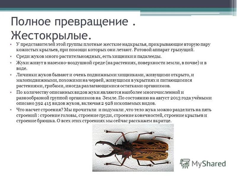 жизненный цикл клеща энцефалит. клещ полное превращение. жизненный цикл иксодовых клещей. клещ полное превращение.