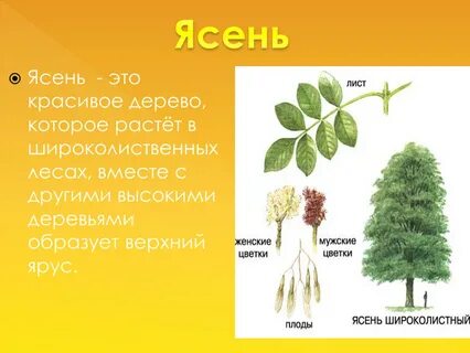 Ясень описание