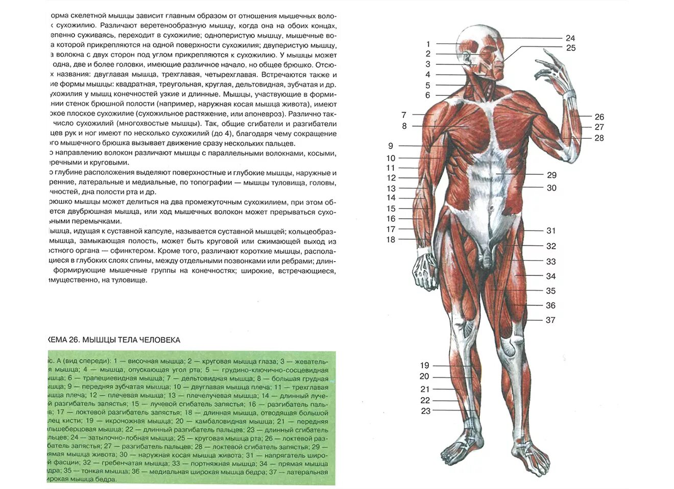 Большой атлас анатомии человека лучшие в мире анатомические таблицы. Атлас анатомии человека костно мышечная система. Мышцы туловища человека анатомия атлас. Мышечная система человека анатомия Самусов.
