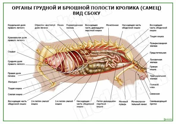 Грудная и брюшная полость. Внутренние органы брюшной кролика. Органы грудной и брюшной полости. Расположение органов брюшной полости кролика. Брюшная и грудная полость тела