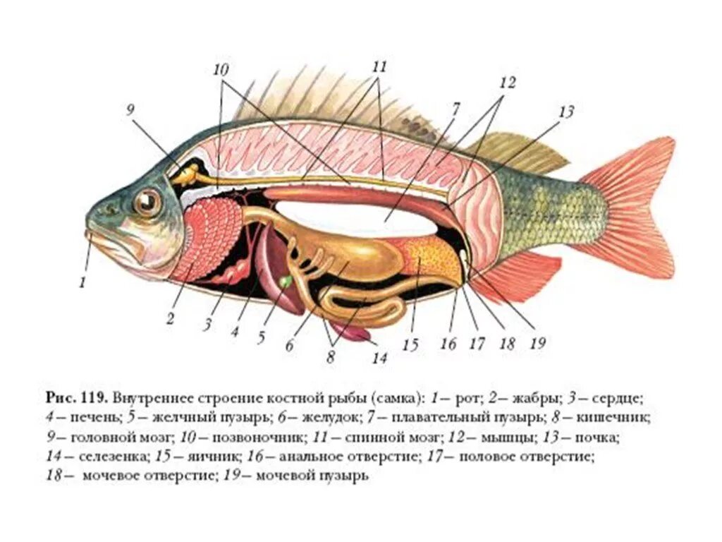 Внутреннее строение щуки. Внутреннее строение костной рыбы. Внутренне строение костной рыбы 7 класс биология. Внутреннее строение костистой рыбы. Рис 114 внутреннее строение костной рыбы.