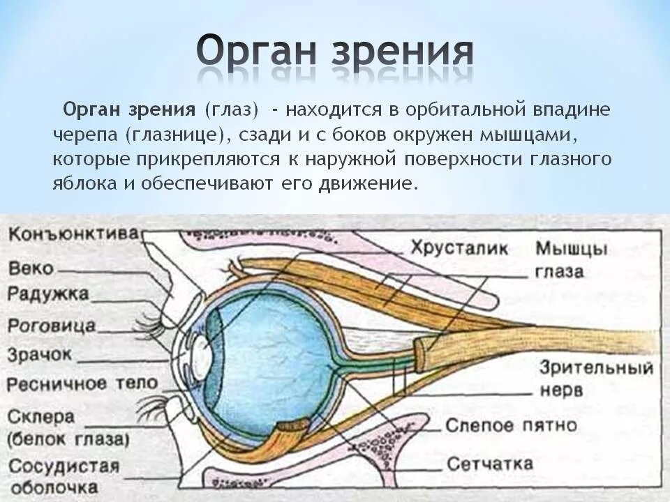 Назовите органы зрения. Строение органа зрения (строение глазного яблока).. Строение зрительного анализатора глазное яблоко. Анатомические структуры органа зрения анатомия. Орган зрения анатомия строение.