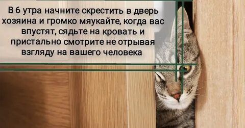 Правило кошки