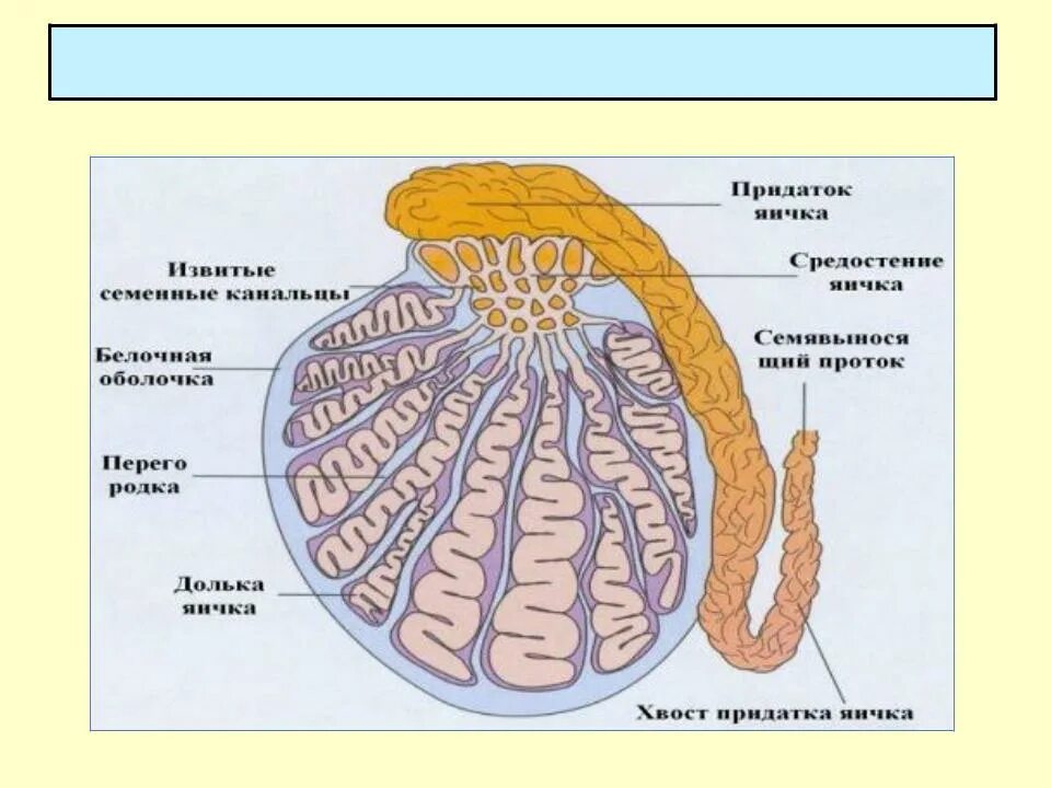 Яичко на латыни