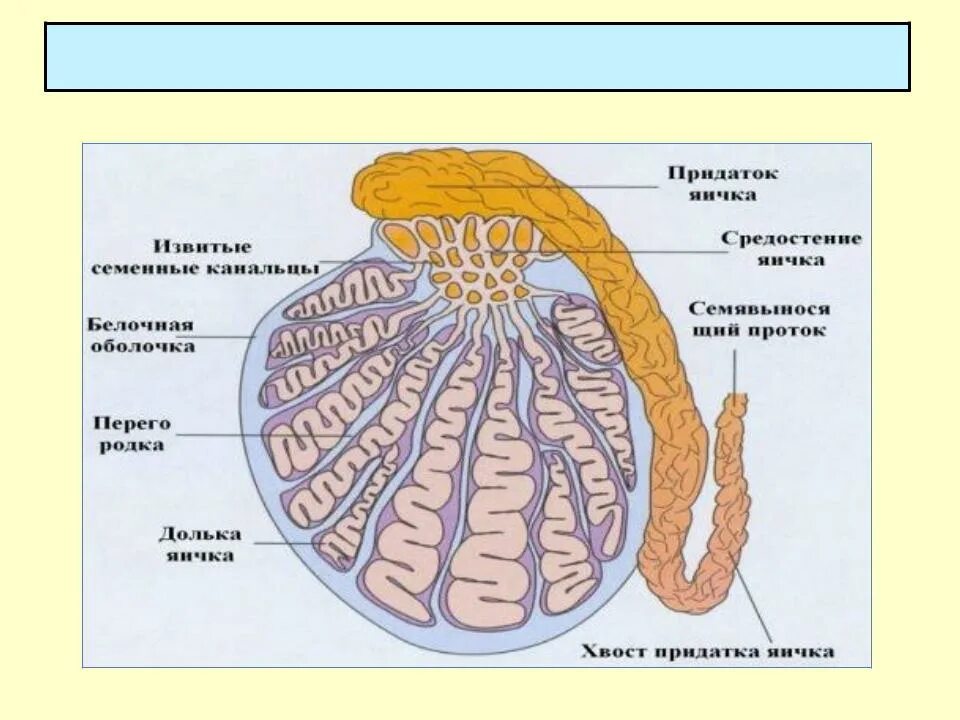 Мужские половые яичники. Придаток яичка у мужчин анатомия. Строение яичка и придатка яичка. Придаток яичка анатомия строение. Строение придатка яичка.