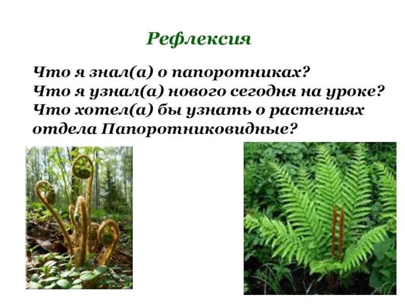 Сообщение о папоротнике 5 класс. Рассказ о папоротнике 2 класс. Отдел Папоротниковидные презентация по биологии 7 класс. Рефлексия примеры на уроке биологии о папоротниках.