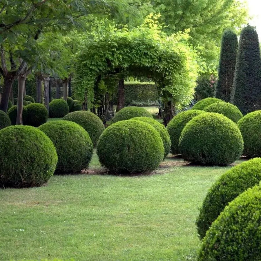 Вечнозеленая страна. Самшит вечнозеленый шаровидный. Buxus sempervirens самшит. Самшит вечнозелёный. Туя шаровидная и самшит.