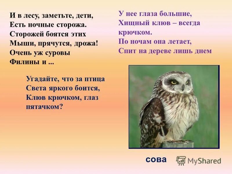 Где обитает сова в какой природной зоне. Где обитает сова в какой природной зоне