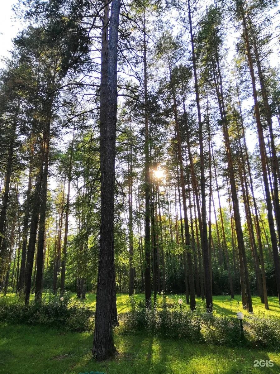 Шильнинский лес