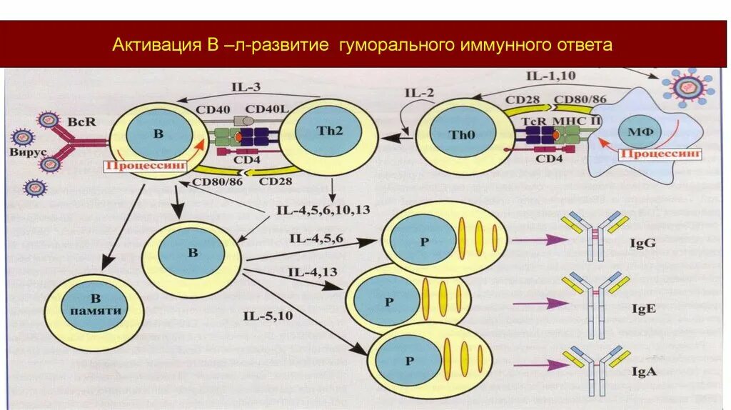 Развитие иммунного ответа