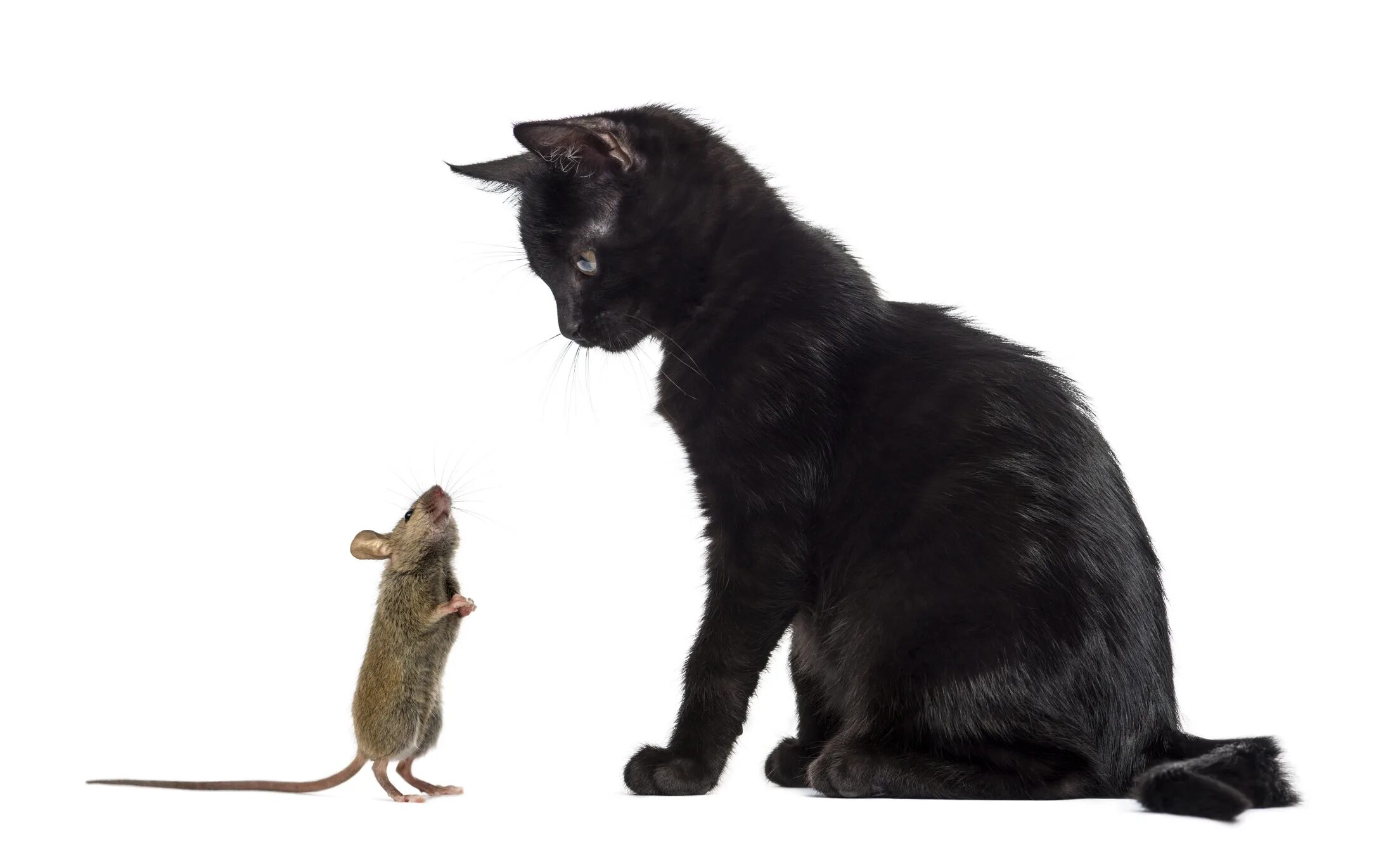 Кот сидел у норки мыши. Кошка охотится на мышку. Черная кошка и мышка. Котенок охотится на белом фоне. Черный кот сидит.