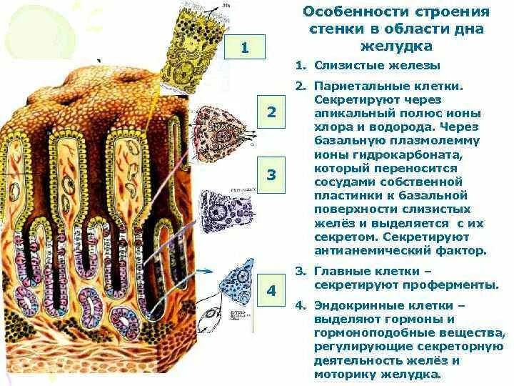 Клетки дна желудка гистология. Строение стенки желудка гистология. Клетки железы желудка гистология. Строение слизистой железы гистология. Строение оболочки желудка