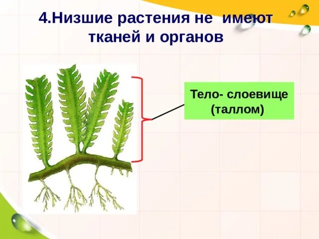 Из предложенного списка выберите низшие растения. Низшие растения. Органы низших растений. Низшие растения не имеют органов и тканей. Царство растения низшие растения.