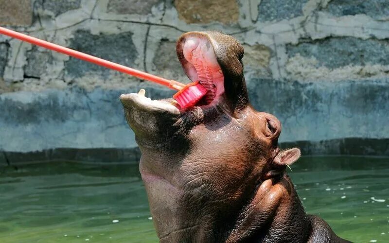 Работник зоопарка. Птица вычищает зубы у бегемотов. Бегемот чистит зубы. Птичка чистит зубы бегемоту. Бегемот чистит зубы.