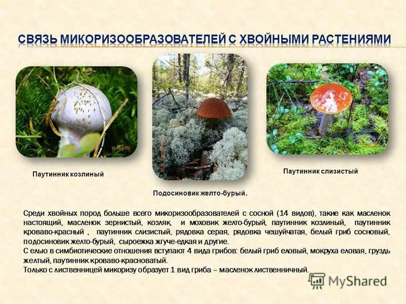 белый гриб микориза. шампиньоны образуют микоризу. белый гриб образует микоризу. грибов образует микоризу. строение гриба микориза.