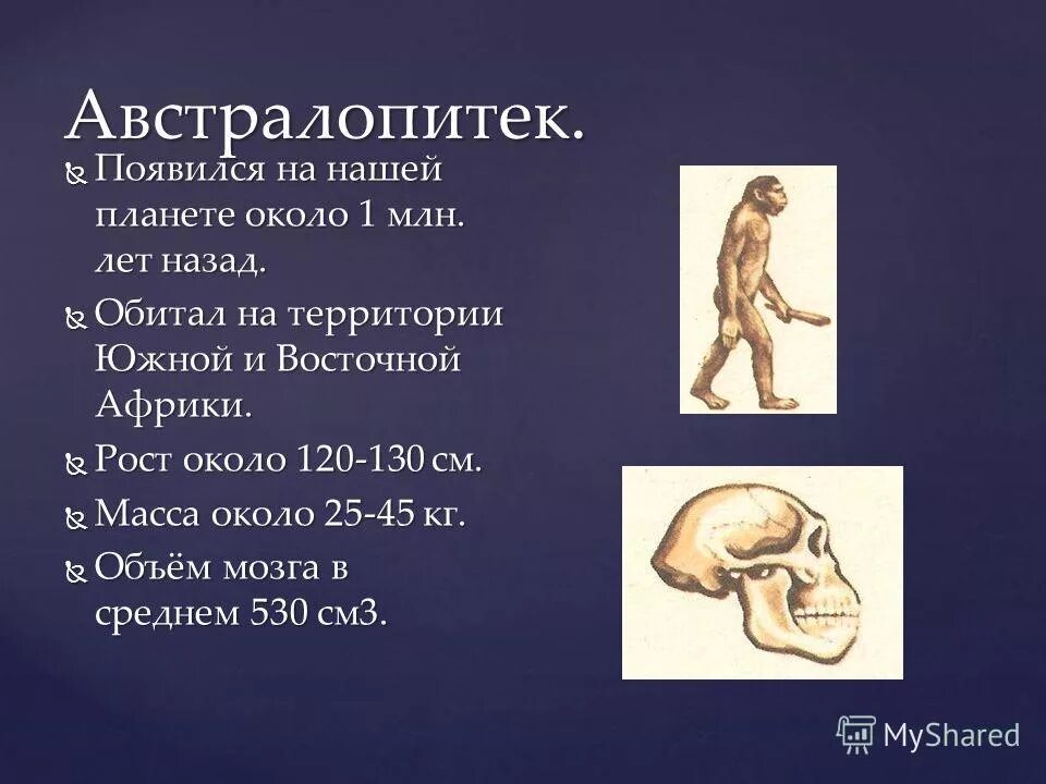 Австралопитек этапы эволюции. Этапы эволюции человека Астралопитек. Предшественники человека австралопитеки. Стадии развития человека австралопитек. Этапы эволюции человека австралопитек