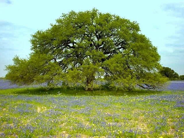 I like trees
