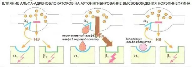 Механизм действия Альфа 1 адреноблокаторов. Механизм действия Альфа 1 адренорецепторов. Механизм Альфа адреноблокаторов. Альфа1 адреноблокатор механизм действия. Действие альфа адреноблокаторов