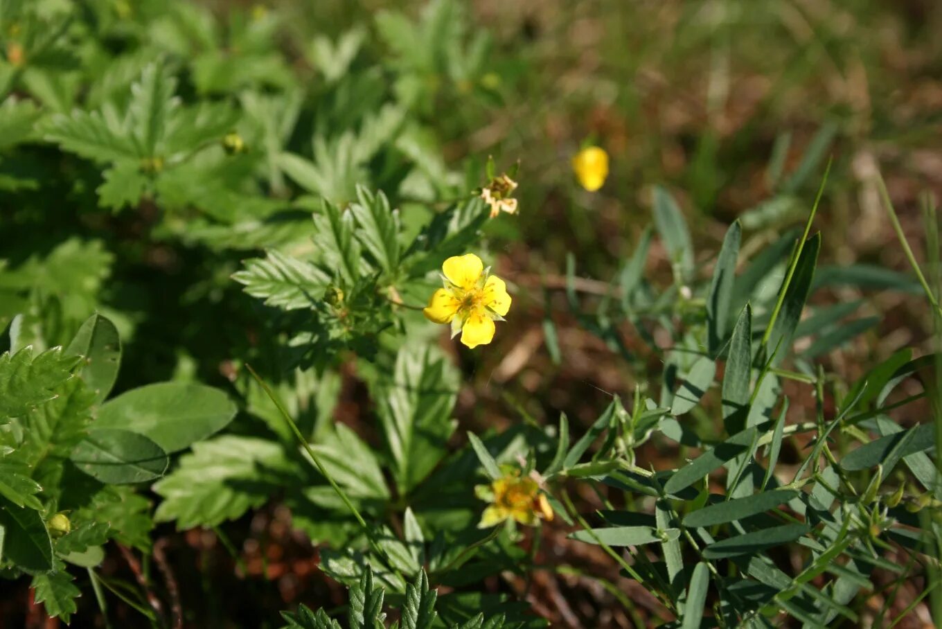 Как выглядит лапчатка. Лапчатка прямостоячая калган. potentilla erecta. лапчатка калган. лапчатка гусиная калган.