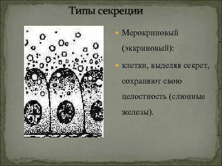 Железа выделяющая пот на рисунке. Секреторного типа что это. Апокриновый мерокриновый и голокриновый тип секреции. Секреторного типа что это. Секреторного типа что это.