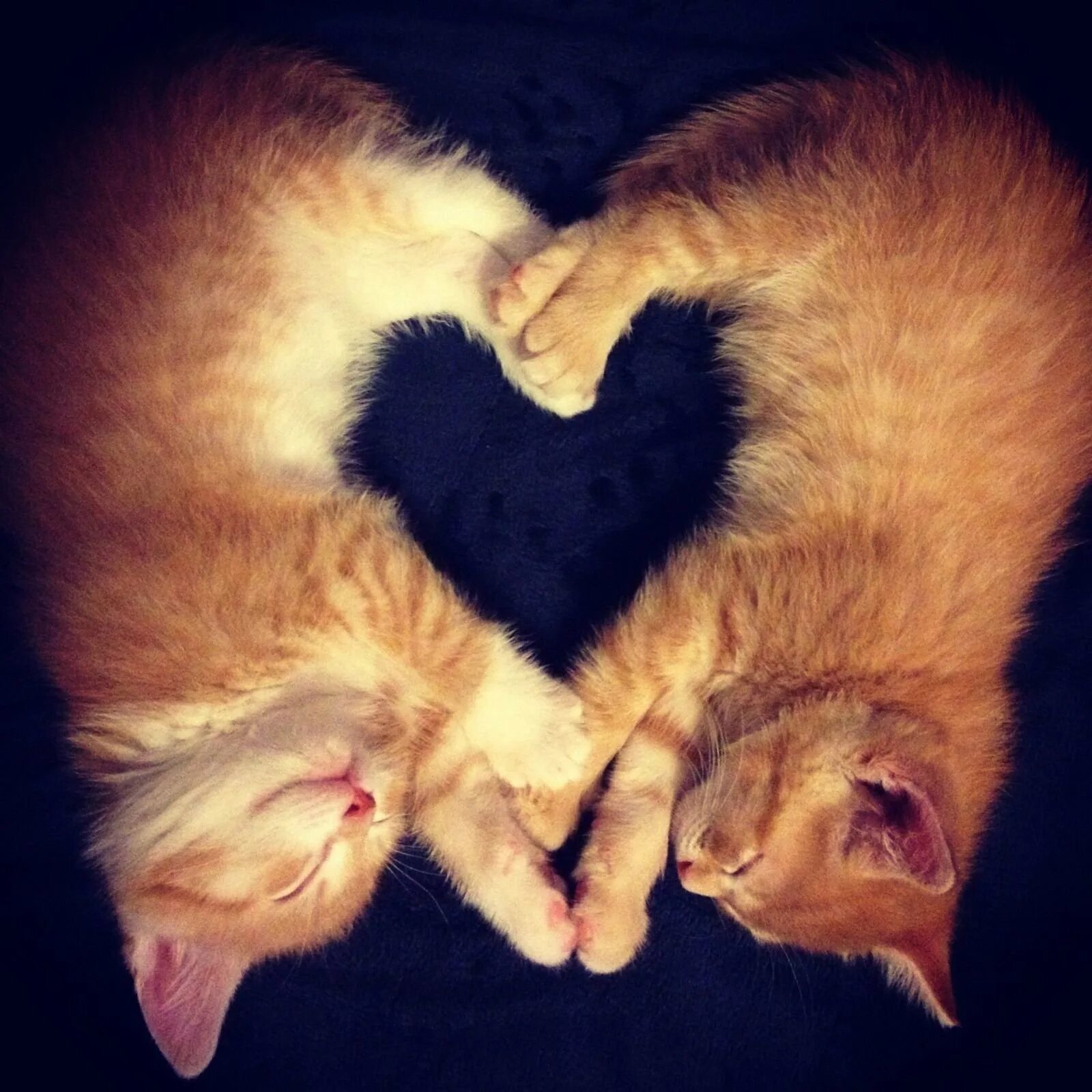 Кошки любовь. Влюбленные коты. Милые котики. Милые котики два. Картинки с любящими котиками