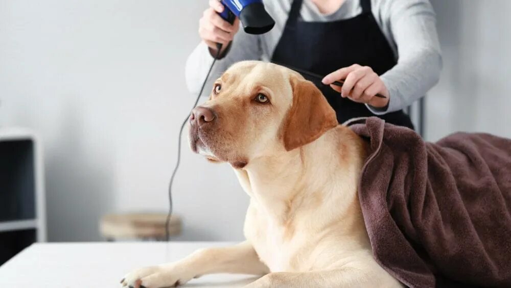 Мойка для собак. Как сушить собаку феном не держа его. Гигиеническая стрижка папильона. Мытье собак грумером. Собачка и сушка.